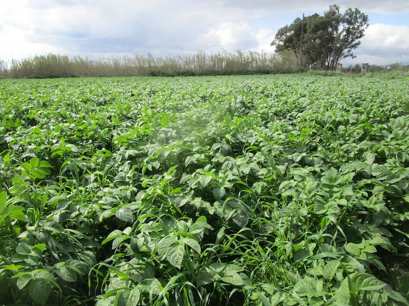 Αρχές Απριλίου θα βγουν οι ανοιξιάτικες πατάτες σε Μεσσήνη και Καλαμάτα