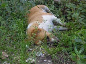 Δολοφόνησαν τη Λούση