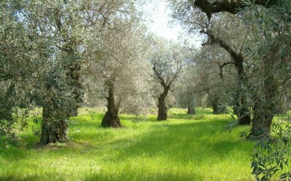 Τριφύλιοι ελαιοπαραγωγοί στην Πεσκάρα της Ιταλίας