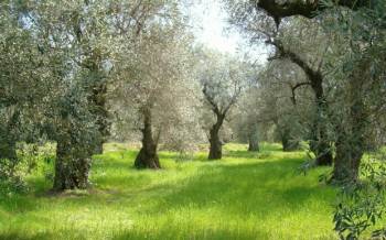 Τριφύλιοι ελαιοπαραγωγοί στην Πεσκάρα της Ιταλίας