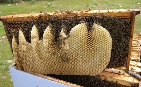 Κατήγγειλλε ψευδώς την κλοπή μελίσσοκυψέλων, τις οποίες όμως είχε πουλήσει!