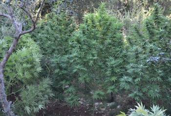 345 χασισόδεντρα αποκάλυψε το ελικόπτερο της αστυνομίας στη Μεσσηνία