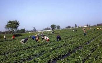 Οι συνεταιρισμοί χρεοκόπησαν γιατί ήταν πολλών και κανενός.