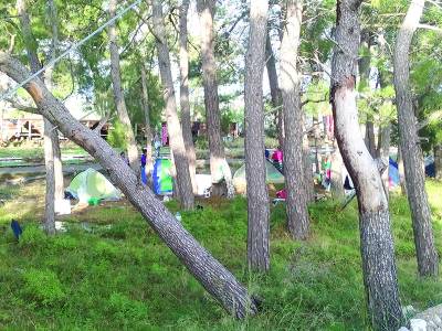 Μεσσηνία: Εργατική ασυδοσία στην ελαιοσυγκομιδή