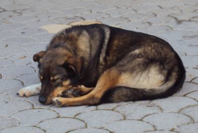 Επανάληψη διαγωνισμού για τη φροντίδα των αδέσποτων στην Καλαμάτα