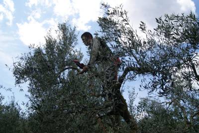 Σεμινάρια για το κλάδεμα της ελιάς και την Xylela