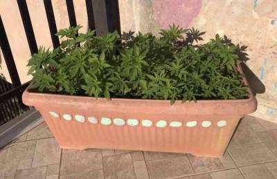 140 δενδρύλλια χασίς σε μπαλκόνι στη Βελιγοστή Αρκαδίας