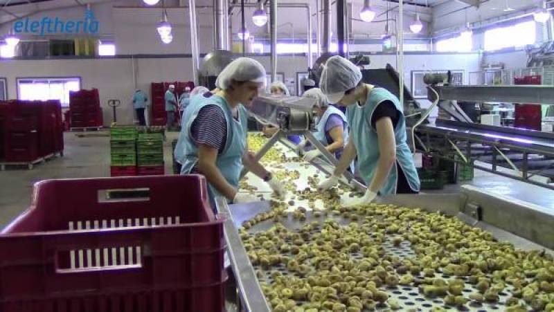 Μεσσηνία: Aρχισαν οι εξαγωγές σύκων