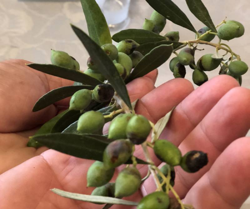 Μεσσηνία: Ολοκληρώθηκε το 70% του πρώτου ψεκασμού - Διαμαρτυρίες για ζημιές στην Πυλία