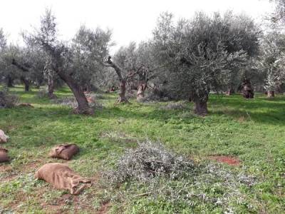 Ερώτηση Λαμπρόπουλου για ζημιές στην ελαιοκαλλιέργεια