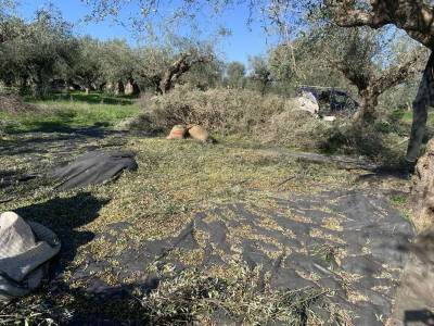 Αργοί ρυθμοί για το ελαιοκομικό μητρώο - Σύμφωνα με στοιχεία της ΔΑΟΚ Τριφυλίας