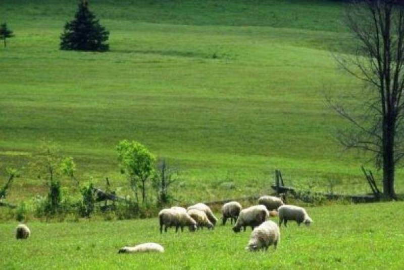Ζητούν στήριξη από τον Νίκα για την προστασία βοσκοτόπων