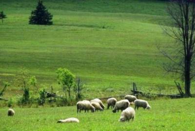 Ζητούν στήριξη από τον Νίκα για την προστασία βοσκοτόπων