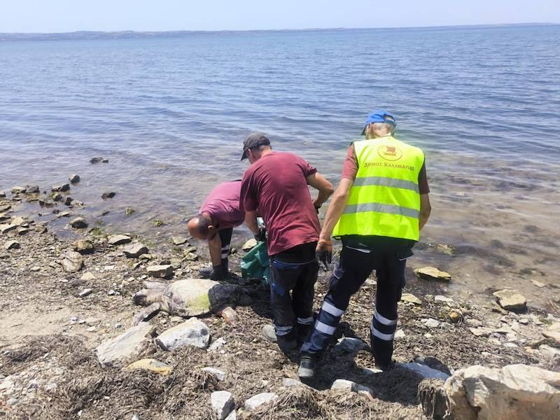 Θεσσαλονίκη: Νεκρή θαλάσσια χελώνα εντόπισαν συνεργεία του Δήμου Καλαμαριάς στη Νέα Κρήνη