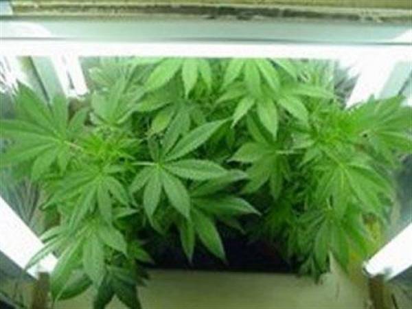 Χασισόδεντρο σε αυλή στο Πεταλίδι