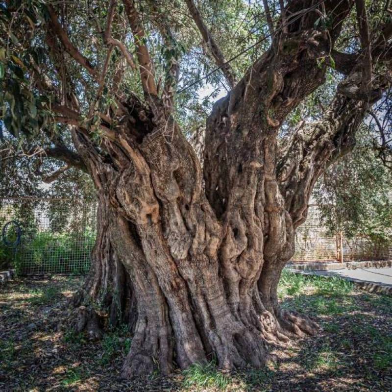 Καλαμάτα: Εκδήλωση γνωριμίας με τη «μάνα ελιά»