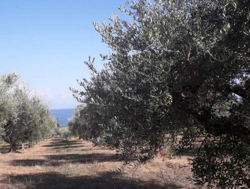 Μεσσηνία: Το πρόγραμμα δακοκτονίας για την Τρίτη 6 Ιουλίου