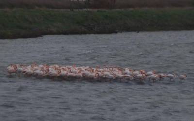 Τα φλαμίνγκο της Μυτιλήνης γίνονται «ένα σώμα» για να αντέξουν το κρύο