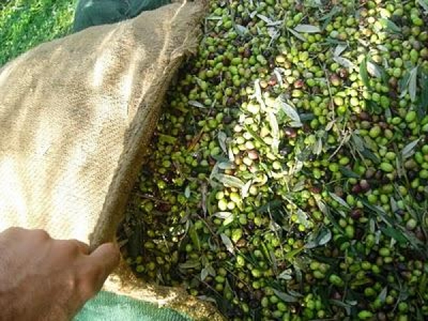 Εκλεψαν από χωράφι 34 σακιά με ελιές