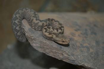 "Διάσωση" οχιάς από τον Φορέα Διαχείρισης Όρους Πάρνωνα και Υγροτόπου Μουστού