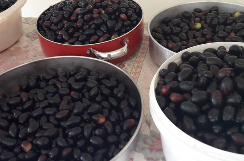 Τυπική απάντηση σε ερώτηση Λαμπρόπουλου για ελιές