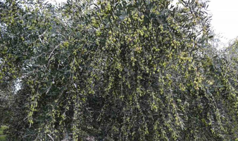 Μεσσηνία: Το πρόγραμμα δακοκτονίας για την Παρασκευή 19/8