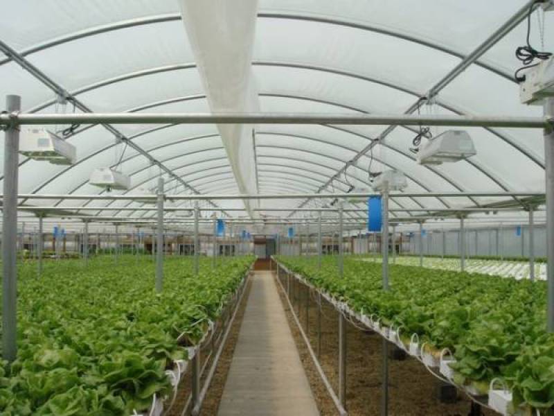 Ζητούν ενίσχυση θερμοκηπιακών καλλιεργειών της Τριφυλίας