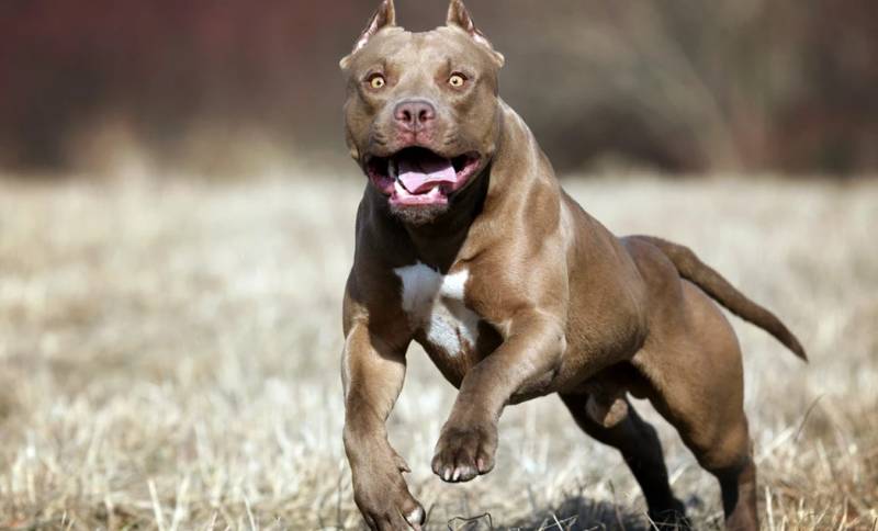 Ιταλία: Δύο πίτμπουλ κατασπάραξαν μωρό 13 μηνών έξω από τη Νάπολη