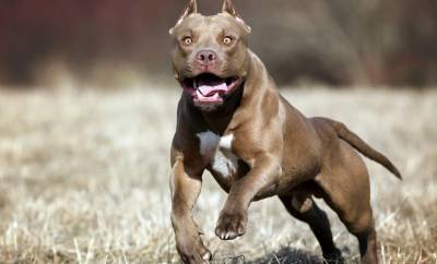 Ιταλία: Δύο πίτμπουλ κατασπάραξαν μωρό 13 μηνών έξω από τη Νάπολη