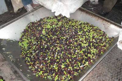 Αγροτικός Σύλλογος Φιλιατρών: Ζητούν αναπροσαρμογή τιμής αποζημίωσης ελαιοκάρπου