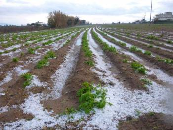 Σε απόγνωση οι παραγωγοί μετά το χαλάζι στον Μπουρνιά
