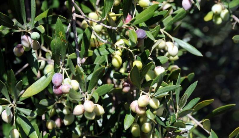 Τα “Ανυπότακτα Φιλιατρά” για την καταπολέμηση του δάκου