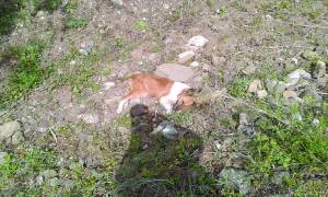 Φόλιασαν σκυλιά στο χωριό Φίλια