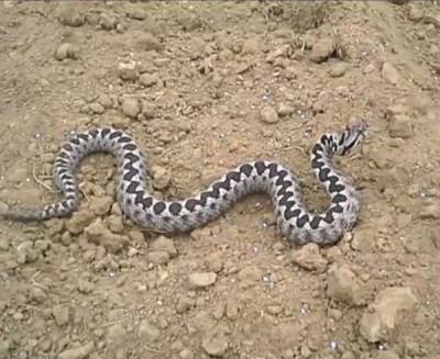 Σε κρίσιμη κατάσταση η ερπετολόγος την οποία δάγκωσε οχιά στη Θεσσαλονίκη