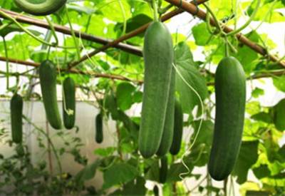 Η χαμηλή ζήτηση για κηπευτικά προβληματίζει τους παραγωγούς της Τριφυλίας