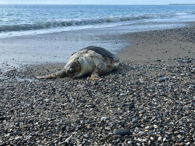 Νεκρή χελώνα στην παραλία της Καλαμάτας