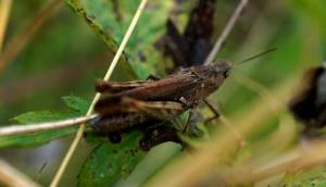 Μέτρα προστασίας από τις ακρίδες στη Μεσσηνία