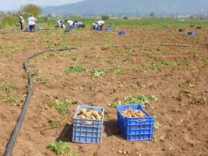 Για την τιμή της πατάτας