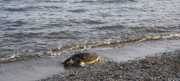 Νεκρή καρέτα - καρέτα στον Λεήμονα Λακωνίας