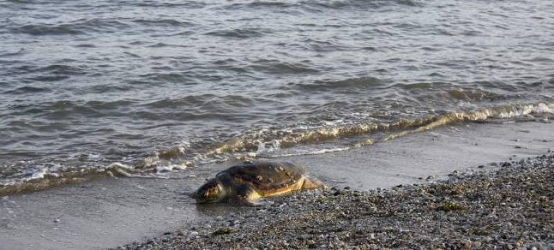 Νεκρή καρέτα - καρέτα στον Λεήμονα Λακωνίας