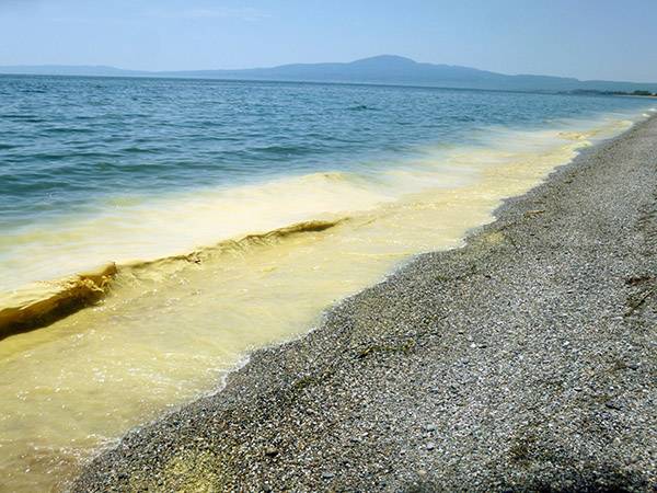 Από γύρη το κίτρινο χρώμα στη θάλασσα