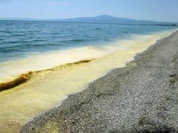 Από γύρη το κίτρινο χρώμα στη θάλασσα