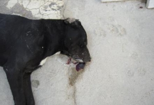 Θανάτωσαν σκύλο και συνελήφθησαν στη Μεγαλόπολη