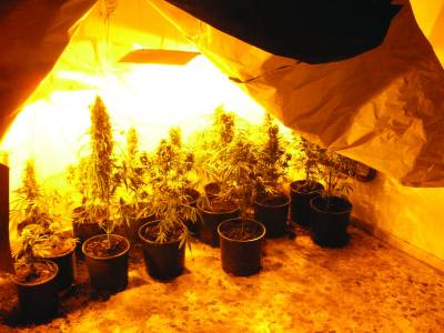 Χασίς υδροπονικής καλλιέργειας σε σπίτι στον Μπουρνιά (φωτογραφίες)