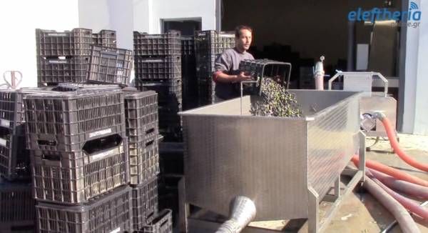 Sparta Gourmet: Το πρώτο λάδι από την πρότυπη μονάδα Βαλιώτη στη Σπάρτη (βίντεο-φωτογραφίες)