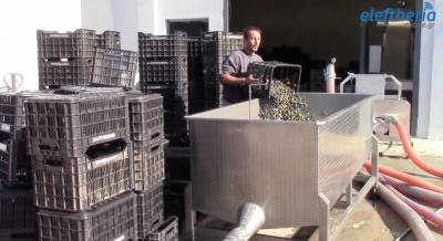 Sparta Gourmet: Το πρώτο λάδι από την πρότυπη μονάδα Βαλιώτη στη Σπάρτη (βίντεο-φωτογραφίες)