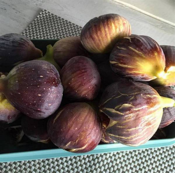 Γιορτή Σύκου στον Πολύλοφο με το Γεράσιμο Ανδρεάτο