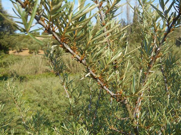 Μικρότερο ενδιαφέρον για εναλλακτικές καλλιέργειες μετά τον αρχικό ενθουσιασμό