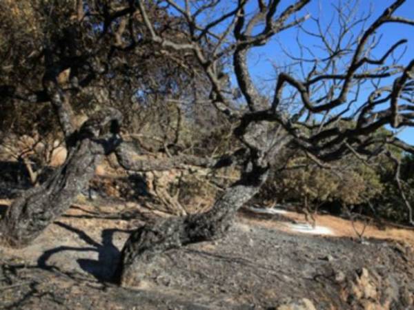 16 νέα έργα στο πρόγραμμα πυρόπληκτων στην Πελοπόννησο