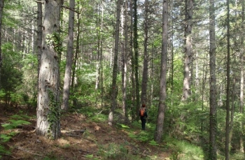 Απαγόρευση κυκλοφορίας σε δασικές και ευπαθείς περιοχές